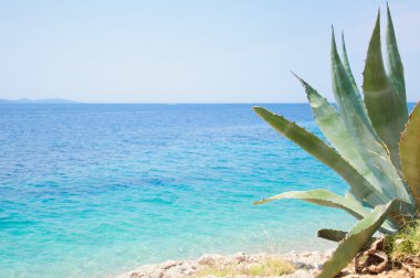 Sahil şeridine egzotik bitki örtüsü