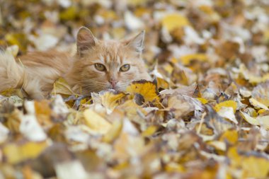 Kedi sonbahar üzerinde rahatlatıcı bırakır