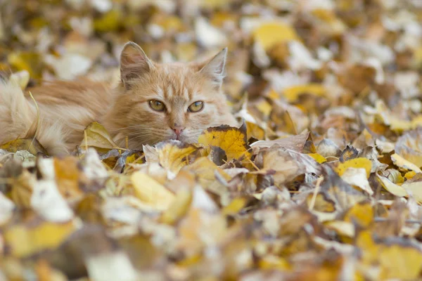 Кошка отдыхает на осенних листьях — стоковое фото