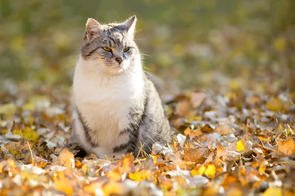 Cat relaxing on autumn leaves — Stock Photo, Image