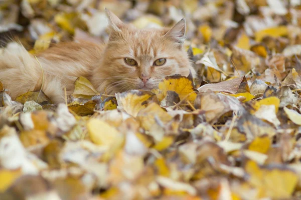 Кошка отдыхает на осенних листьях — стоковое фото