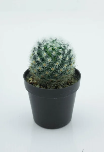 Kaktus — kuvapankkivalokuva