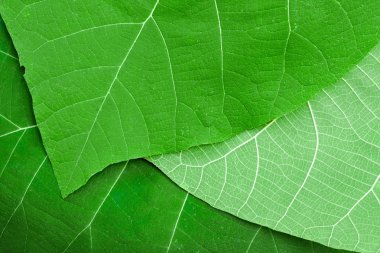 green leaf texture clipart