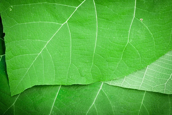 Texture fogliare verde — Foto Stock