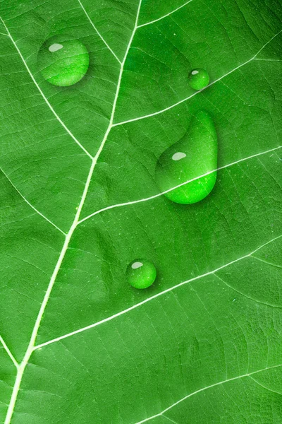 Textura de hoja verde — Foto de Stock