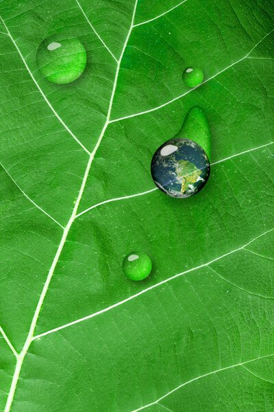 green leaf texture