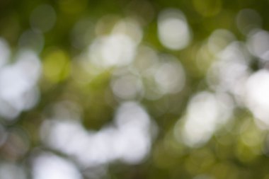 Dışarı-in odak ağaç yaprakları