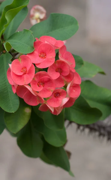 Crown of thorns flower, Christ Thorn flower — Stock Photo, Image