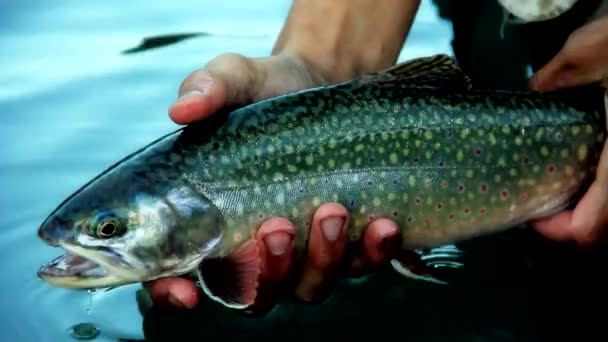 Pescador liberta truta — Vídeo de Stock