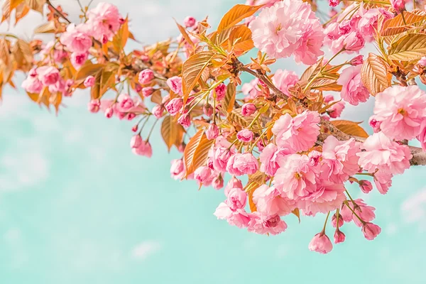 Цвіт квітки Сакури.. — стокове фото