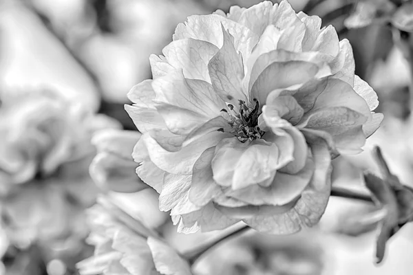 Sakura flower cherry — Stock fotografie