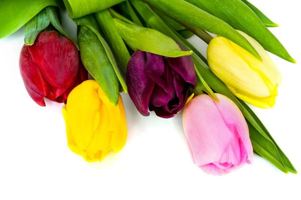 Flor de tulipa isolada — Fotografia de Stock