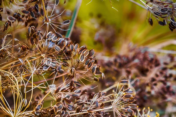 Detailní záběr semen kopru — Stock fotografie