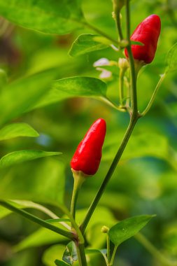 Olgun kırmızı sıcak biber