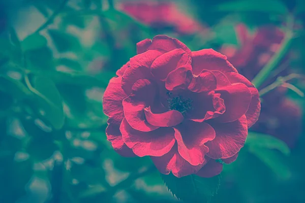 Άνθηση της ροδαλά λουλούδια — Φωτογραφία Αρχείου