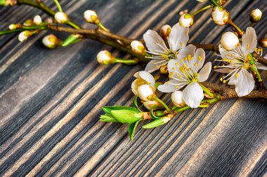 Kiraz çiçekleri tebrik kartı