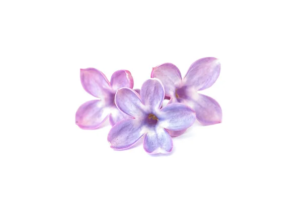 Liliowe kwiaty na białym tle. Szczęśliwy kwiat płatek pięć. — Zdjęcie stockowe