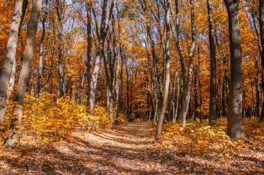 sonbahar park peyzaj