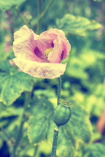 Kvetoucí růžový květ máku — Stock fotografie