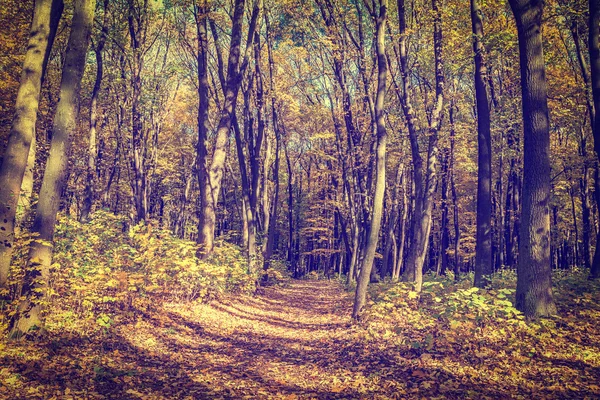 Podzim park krajina — Stock fotografie