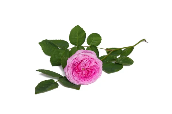 Rosa Rose Blume isoliert auf weißem Hintergrund — Stockfoto