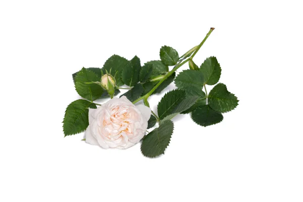 Beige Rose Blume isoliert auf weißem Hintergrund — Stockfoto