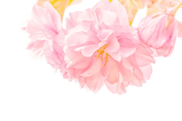 Άνθος κερασιάς Sakura. — Φωτογραφία Αρχείου