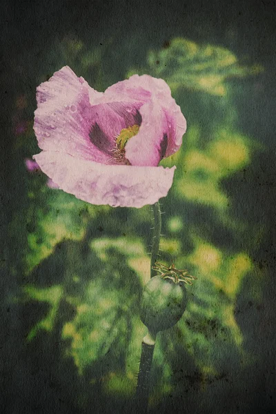 ピンクのケシの花を開花 — ストック写真