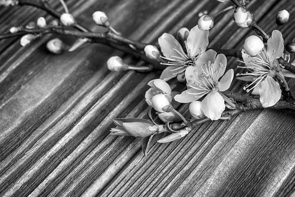 Tarjeta de felicitación de flores de cereza — Foto de Stock