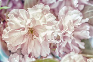 Sakura çiçeği kiraz çiçeği.