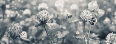 Yumuşak odak noktası güzel sanatsal bahar yabani çayırlık yonca çiçekleri, arı, uğur böceği, makro. Doğa geçmişi. Hassas siyah-beyaz renkli bir görüntü. Tebrik kartı şablonu. Doğanın bahar çiçekleri. Boşluğu kopyala