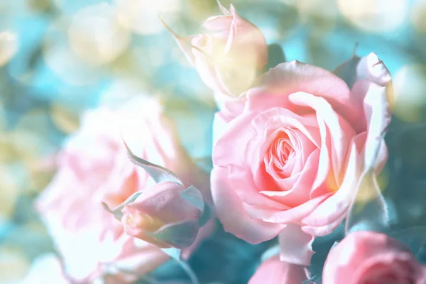 Bela Rosa Rosas Bege Fundo Flor Cores Desbotadas Profundidade Superficial Imagens Royalty-Free
