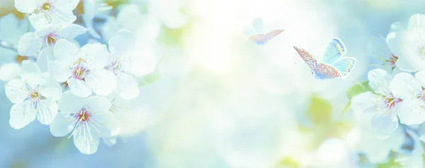 Hermoso Cerezo Flor Mariposa Sobre Fondo Cielo Azul Claro Luz — Foto de Stock