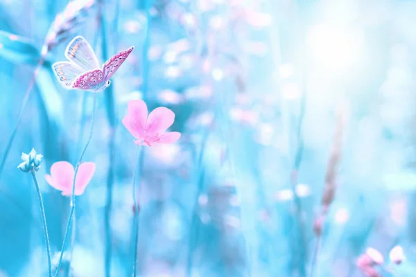 아름다운 야생화 초원에 부드럽게 빛나는 분홍빛과 푸른색을 매크로의 배경을 인사말 — 스톡 사진