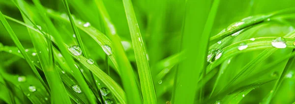 Макро Мягким Фокусом Дождевой Росы Капли Зеленые Листья Травы Солнечной Стоковое Фото