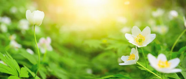 Álmodozó Fehér Tavaszi Anemone Virág Virágzik Közelkép Napfény Panoráma Tavaszi — Stock Fotó