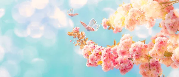 Schöne Sakura Blume Blühenden Baum Schmetterlinge Auf Sonnenlicht Himmel Hintergrund — Stockfoto