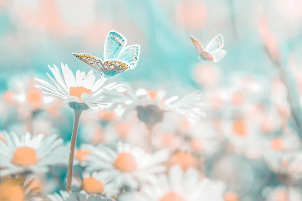 Schöne Gänseblümchen Blume Schmetterling Auf Wildem Feld Aus Nächster Nähe — Stockfoto