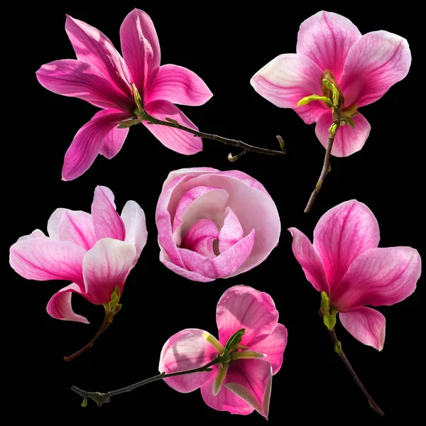 Set Van Roze Magnolia Bloemen Takje Voorjaar Collectie Geïsoleerd Zwarte — Stockfoto