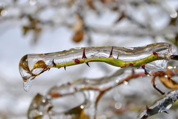 Icicles на гілці після льодяного дощу — стокове фото