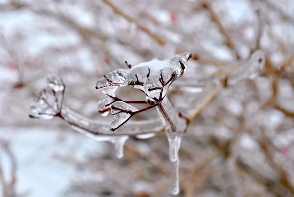 Ghiaccioli sul ramoscello dopo la pioggia gelida — Foto Stock