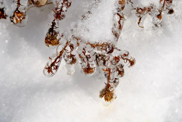 Ijspegels op twig na ijzel — Stockfoto