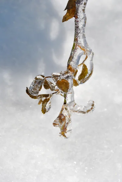 Icicles на гілці після льодяного дощу — стокове фото