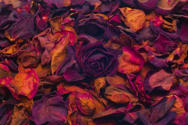 Sušených růží — Stock fotografie