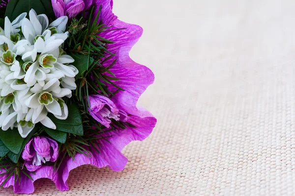 Kardelen çiçek buketi çam çırpı ile — Stok fotoğraf