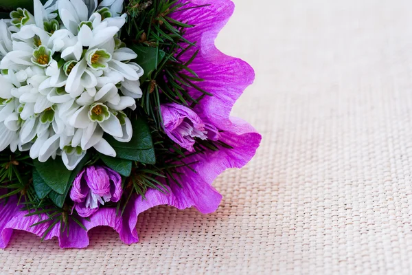 Bouquet de fleurs goutte de neige avec brindilles de sapin — Photo