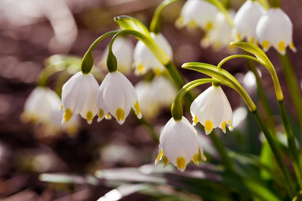 Primavera Flores de copo de nieve Leucojum vernum — Foto de Stock