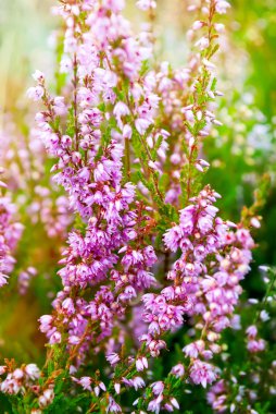 Heather mor çiçekler