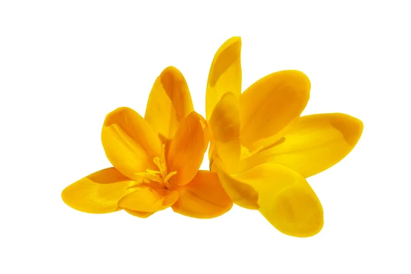 Dwie żółte kwiaty krokus na białym tle — Zdjęcie stockowe