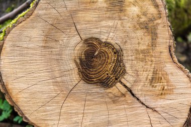 ağaç gövdesi büyüme halkalar gösterilen kesiti